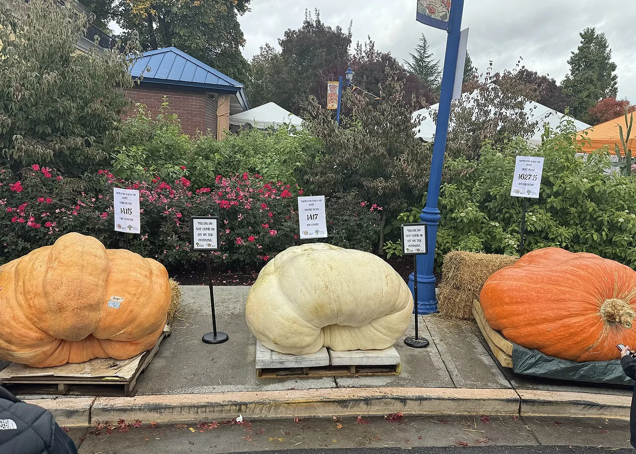 Giant pumpkin finalists displayed at the West Coast Giant Pumpkin Regatta, Tualatin, 19 October 2025 · Historical event photo; not the 2026 event.