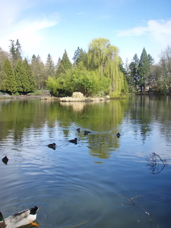 Laurelhurst Park / Firwood Lake, Portland, 15 March 2008