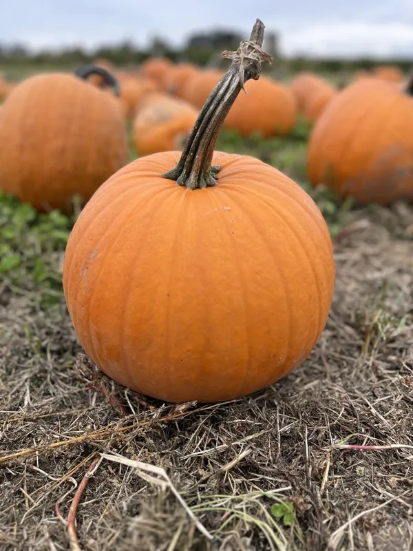 Pumpkin resting at Bella Organic Farms, Sauvie Island, autumn, 23 September 2023