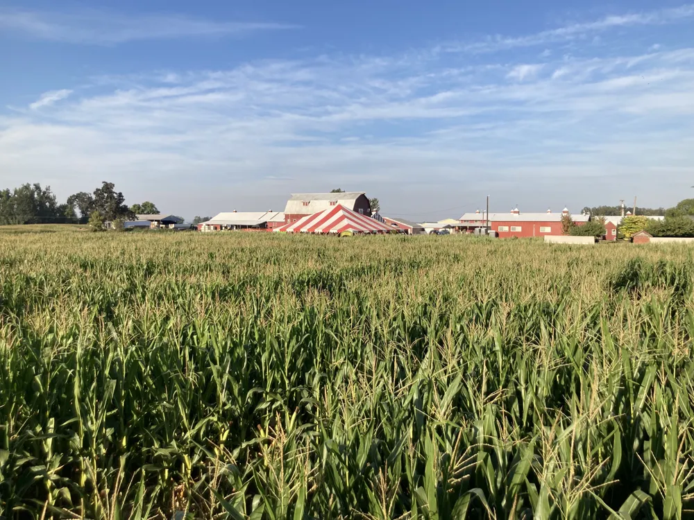Corn maze on Sauvie Island, 2022 · Category illustration; specific event not pictured